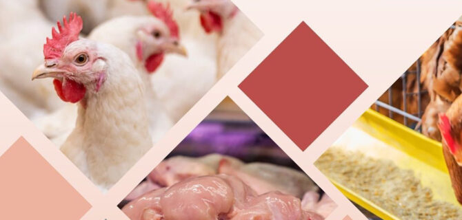 Modernizing Poultry Policy for a Competitive Future