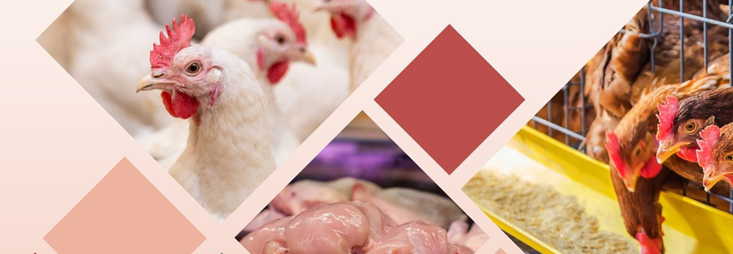 Modernizing Poultry Policy for a Competitive Future