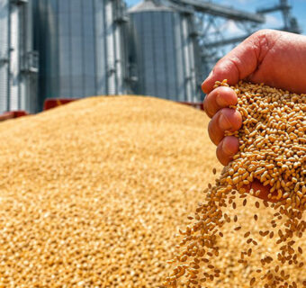 Grain without Shelter: Pakistan’s Post-Harvest Storage Crisis and the Path Forward