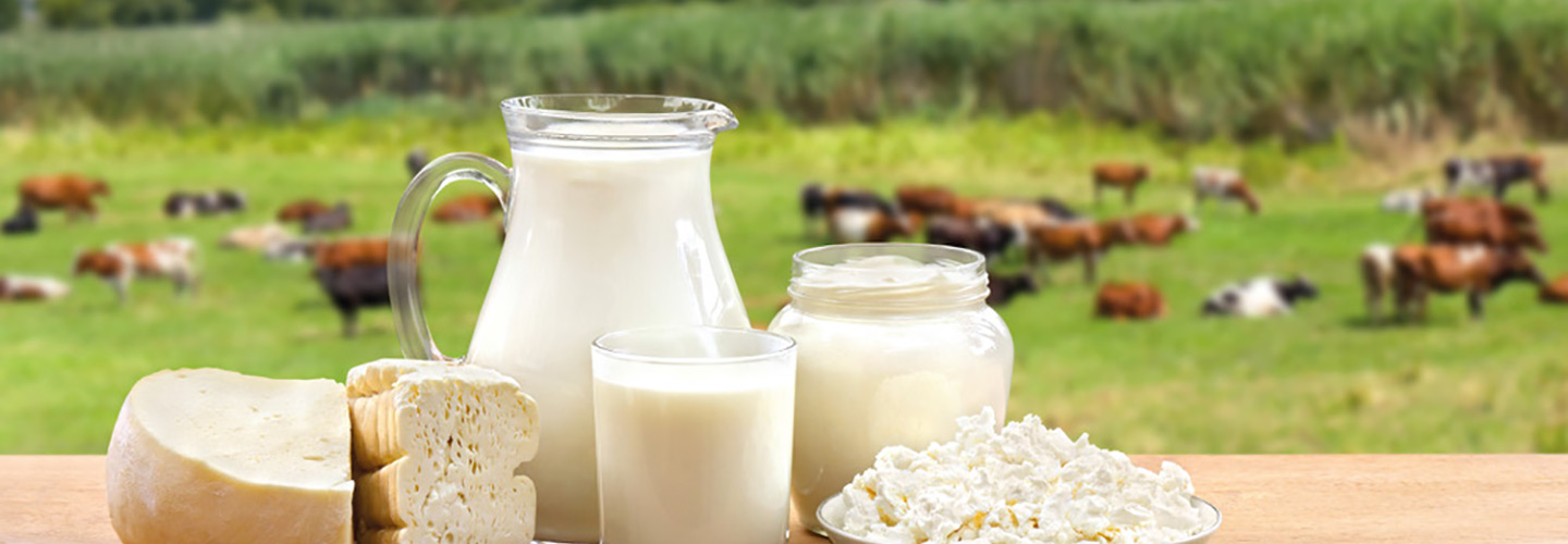 Modernizing the Dairy Sector