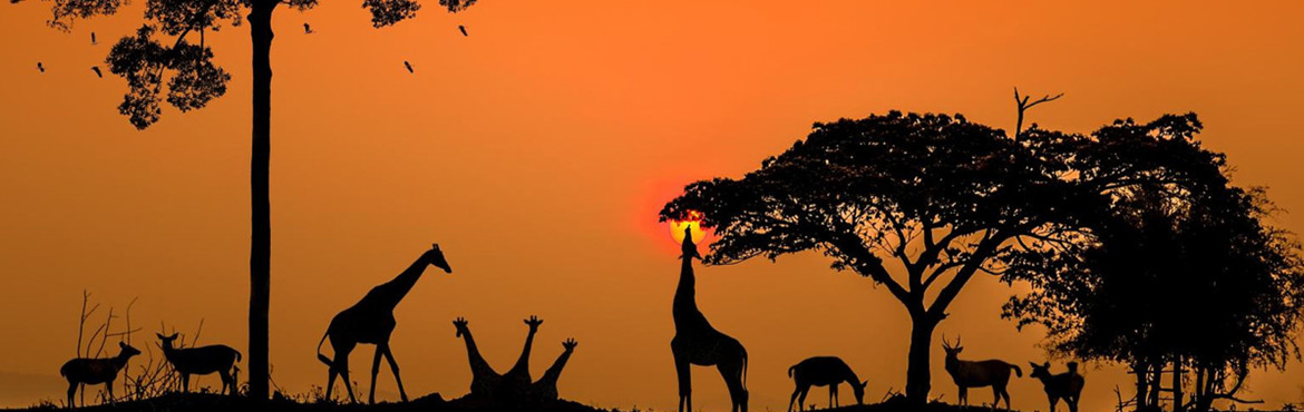 Pakistan’s trade with Africa: A comparative with India