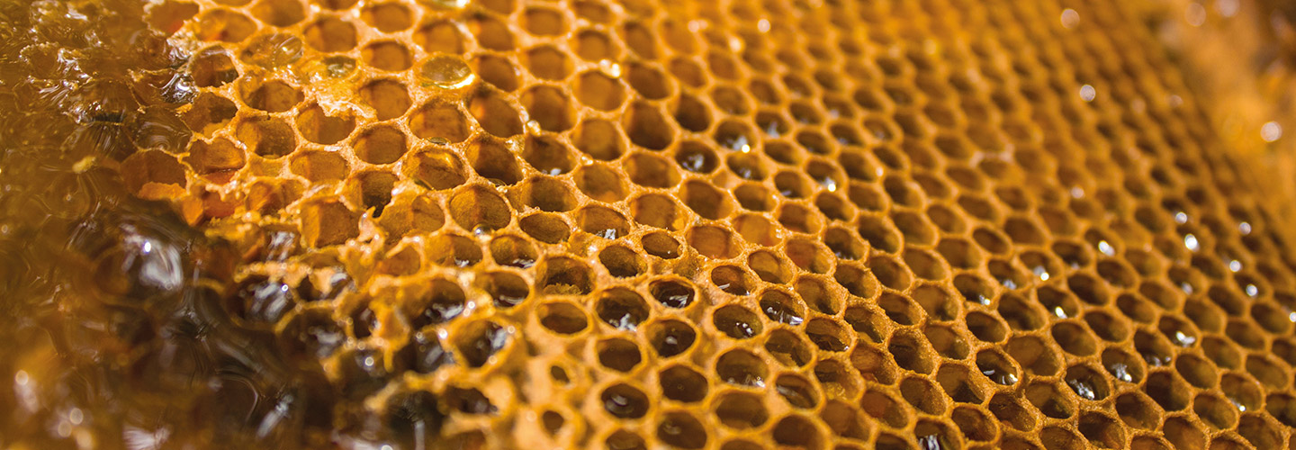 Potential of Honey in Pakistan - An Analysis of the Global and Domestic Market