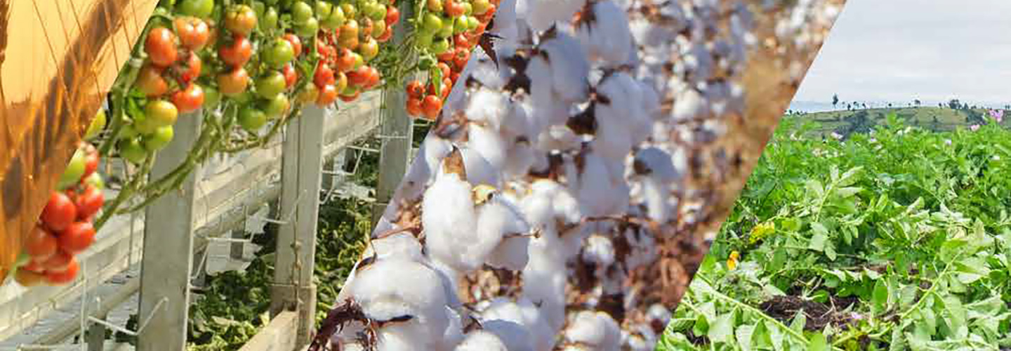 The State of Pakistan's Agriculture 2024