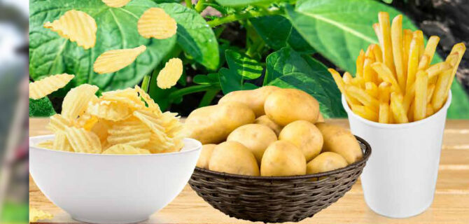 Value Added Processing of Potato in Pakistan